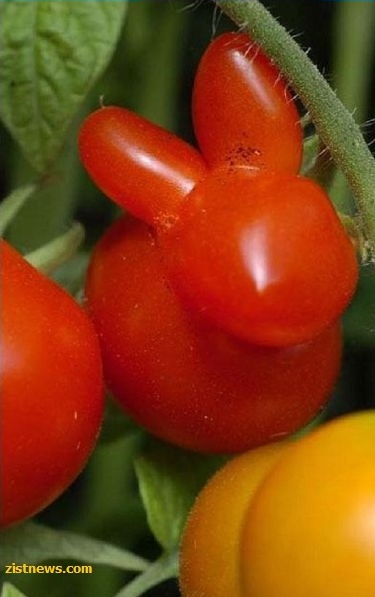 در شکل هایی متفاوت و دیدنی!(عکس)