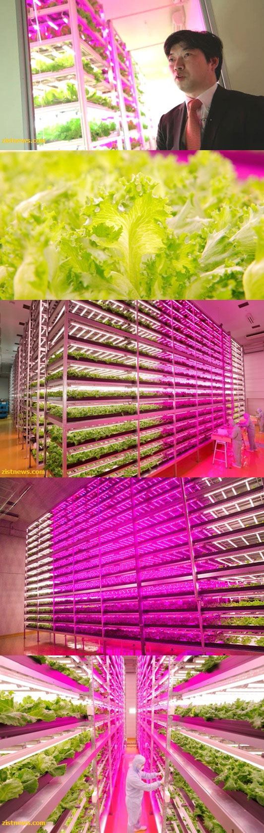 بزرگترین مزرعه داخلی جهان (+عکس)