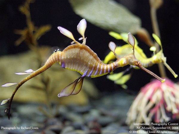 دنیای حیوانات(عکس)