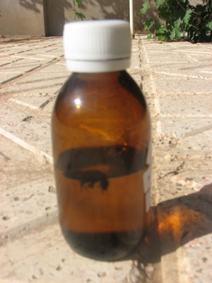 سوسک در شیشه دارو - خراسان  (+عکس)