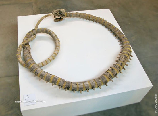 هنرنمایی عجیب با چوب‌های فرسوده (+عکس)