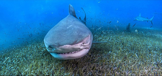 دیدنی های امروز