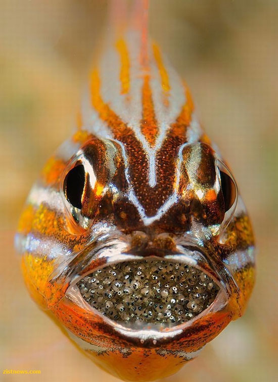 پدر عزیز لطفاً فرزندان را نخور! (عکس)