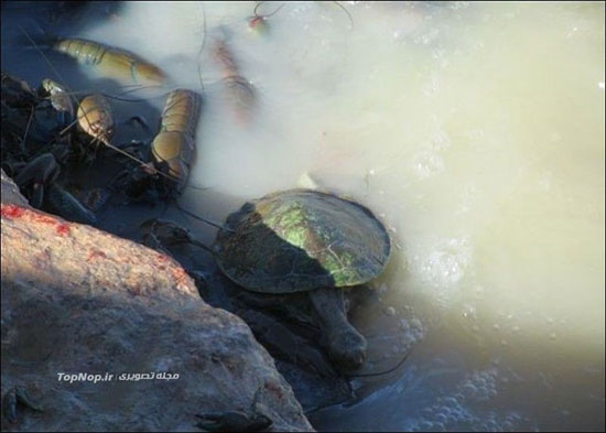 تجمع عجیب جانوارن آب زی (عکس)