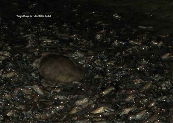 تجمع عجیب جانوارن آب زی (عکس)