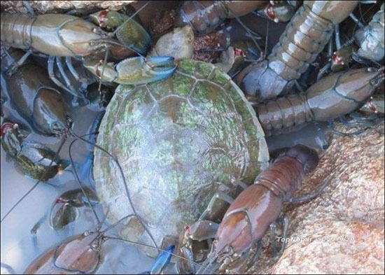 تجمع عجیب جانوارن آب زی (عکس)