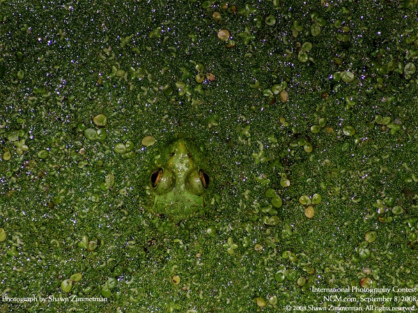 این تصاویر زیبا را ببینید!