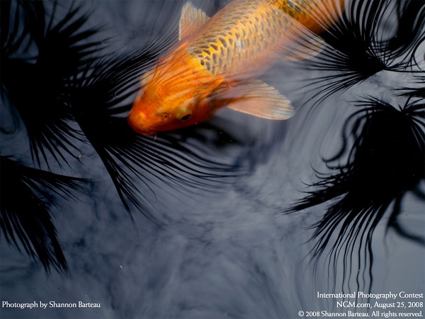 این تصاویر زیبا را ببینید!