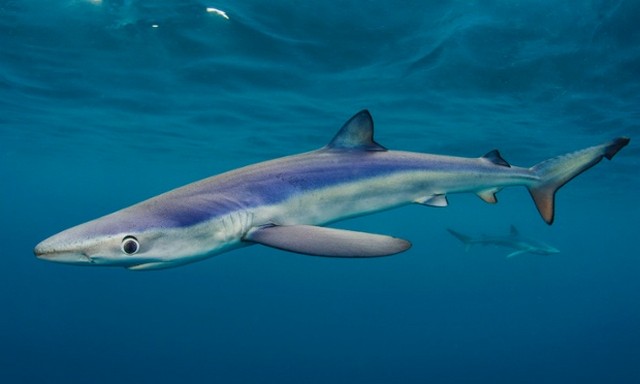 دیدنی های امروز دیدنی های امروز