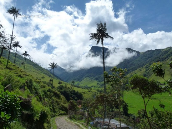 بلندترین نخل‌های دنیا (عکس)