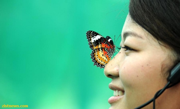 جشنواره پروانه(عکس)