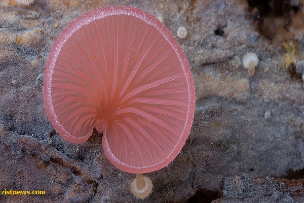قارچ های شگفت انگیز(عکس)