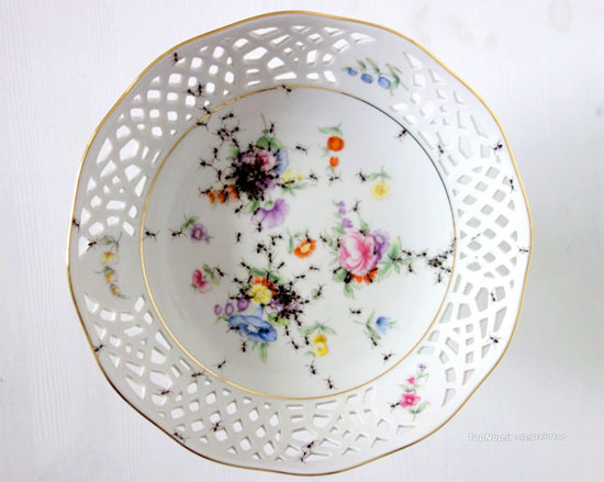 پذیرایی با ظروفی پر از مورچه! (عکس)