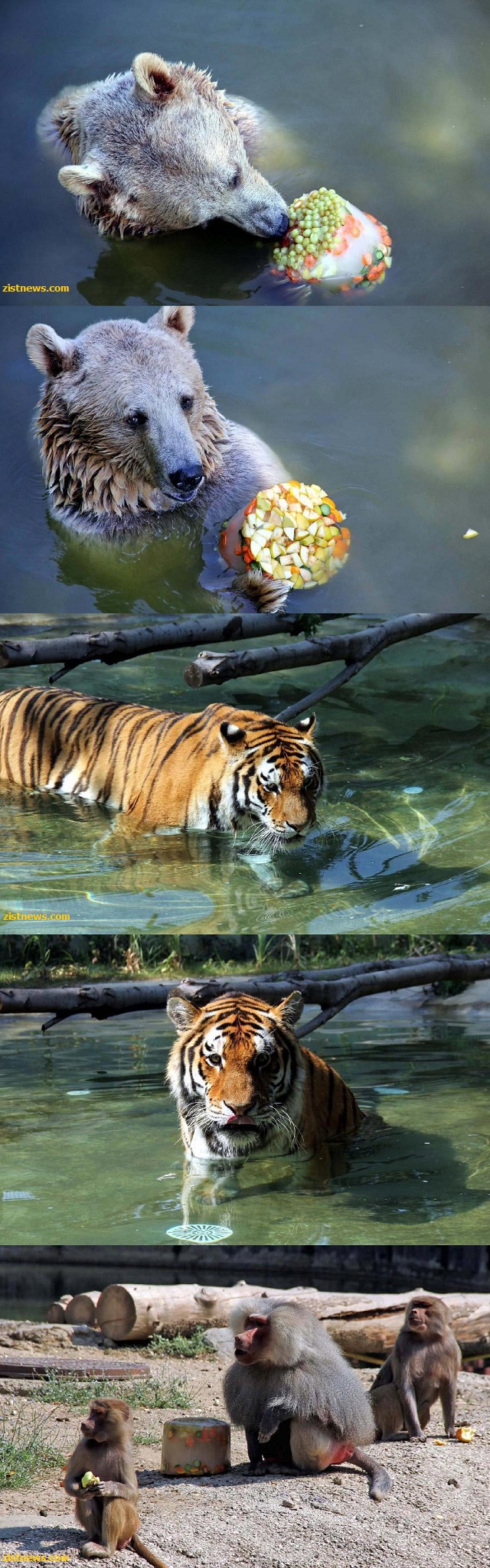 گرمای 40 درجه در باغ وحش(عکس)