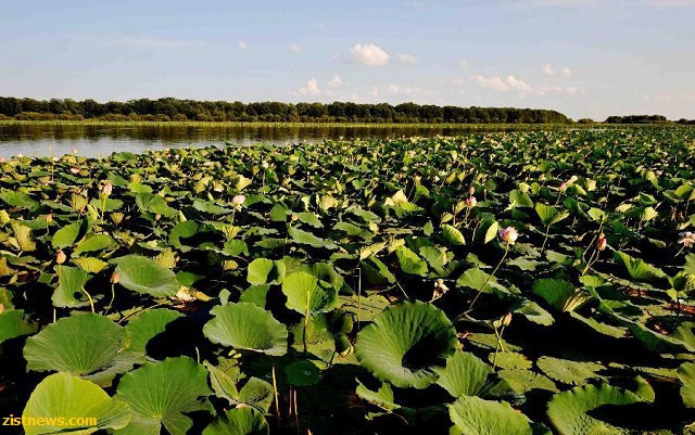 تور نیلوفرهای وحشی(+عکس) تور نیلوفرهای وحشی(+عکس)