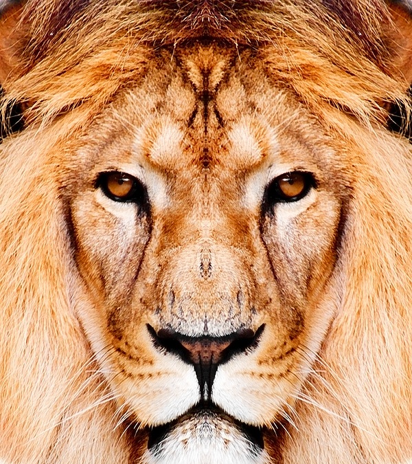 نمای نزدیک(عکس)