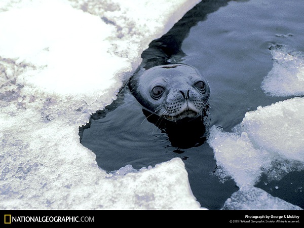 منتخبی از نشنال جئوگرافیک(عکس)