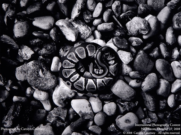 از نشنال جئوگرافیک(عکس)