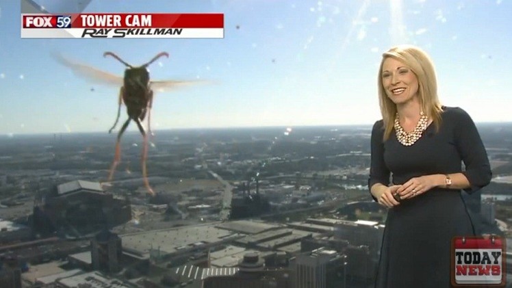 زنبور دوربینی (عکس)