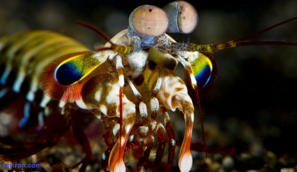 ساخت دوربین تسخیص سرطان با الهام از چشم میگو ساخت دوربین تسخیص سرطان با الهام از چشم میگو