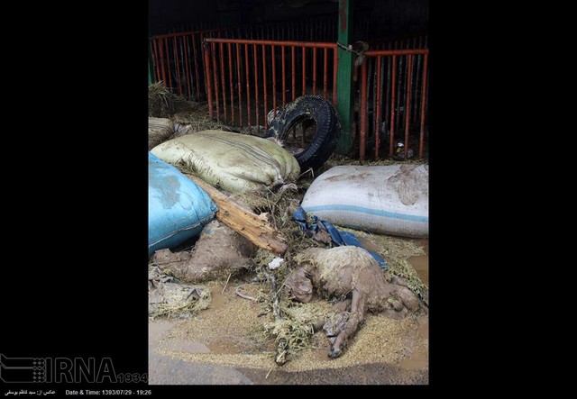 خسارت سیل به مرکز فروش دام در تبریز (عکس)