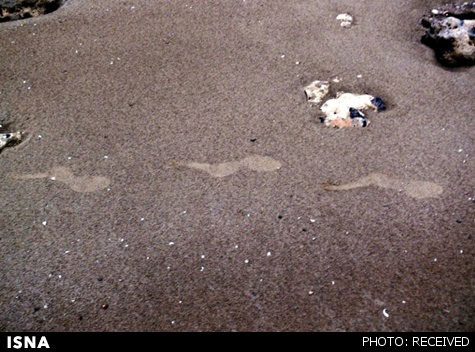 رد پاهای مرموز در ساحل بوشهر! (+عکس)