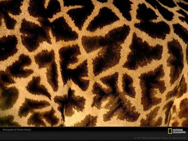 از نشنال جئوگرافیک(عکس)