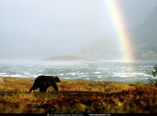 دنیای حیوانات(عکس)