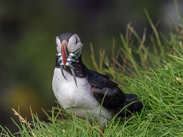 دیدنی های امروز