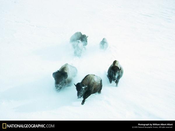 از نشنال جئوگرافیک(عکس)