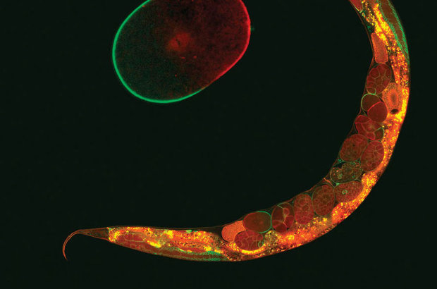 روباتی که با مغز کرم کنترل میشود روباتی که با مغز کرم کنترل میشود