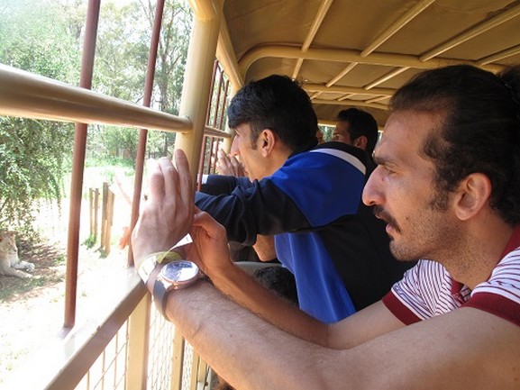 شکار شير به سبک محمد نوري (عکس)