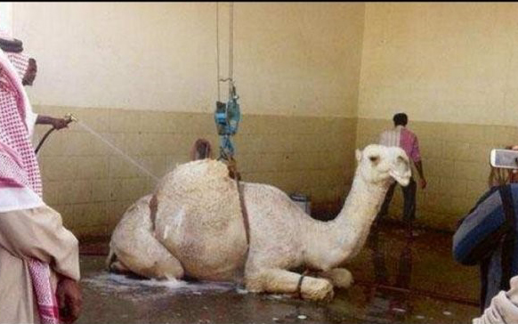 شترواش در عربستان (+عکس)