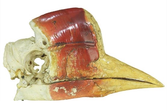 گوگل، موزه را به خانه شما میآورد گوگل، موزه را به خانه شما میآورد