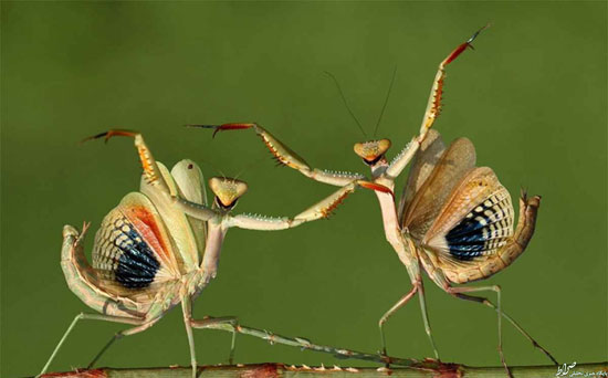 تصاویر جذاب 2015 در قاب علم و فناوری