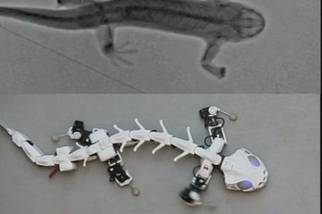 ساخت روبات سمندر برای تشخیص حرکت ستون فقرات