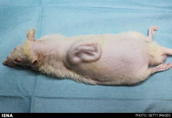 رشد گوش انسان بالغ بر روی کمر موش رشد گوش انسان بالغ بر روی کمر موش