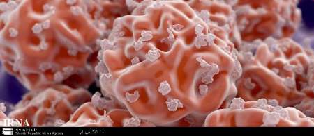 اطلس جهانی سلولی طراحی شد اطلس جهانی سلولی طراحی شد