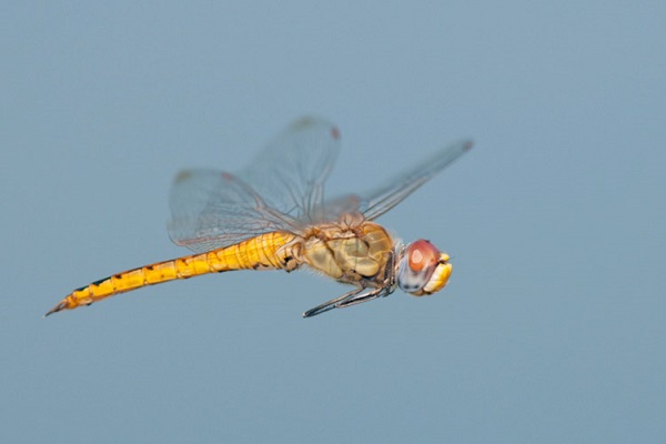 بلندپروازترین موجود زمینی کشف شد بلندپروازترین موجود زمینی کشف شد