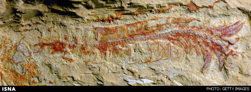 کشف قدیمیترین سیستم عصبی جهان کشف قدیمیترین سیستم عصبی جهان