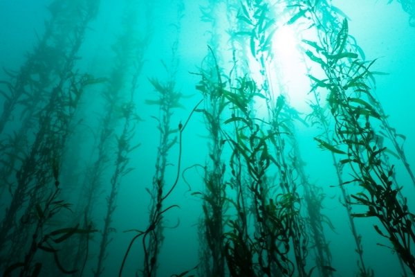 زیستمادهای شگفتانگیز از جلبک ساخته شد زیستمادهای شگفتانگیز از جلبک ساخته شد