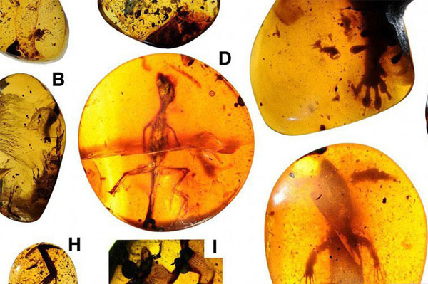 مارمولک‌های اسیر در کهربای 100میلیون ساله (+عکس)