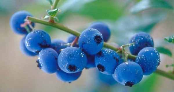 مبارزه با آلزایمر با مصرف میوه بلوبری