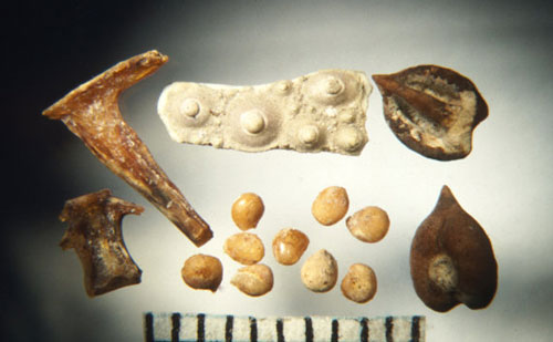 سر سفره اجدادمان چه غذاهایی بوده؟