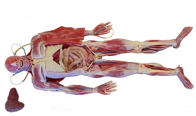 تحولی در مطالعات پزشکی با جسد مصنوعی که حرکت می‌کند