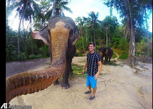 سلفی فیل با یک توریست (عکس)