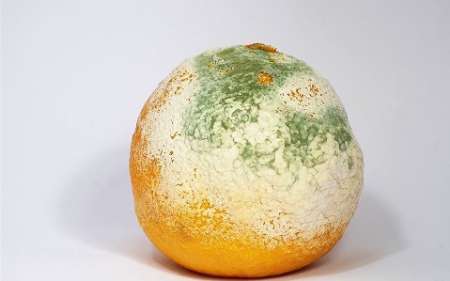 چرا مواد غذایی کپک زده را نباید خورد؟ چرا مواد غذایی کپک زده را نباید خورد؟