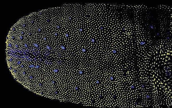 واکنش زبان پس از هر بار چشیدن غذا+تصاویر واکنش زبان پس از هر بار چشیدن غذا+تصاویر