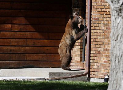 خرس بافرهنگ! (+عکس) خرس بافرهنگ! (+عکس)