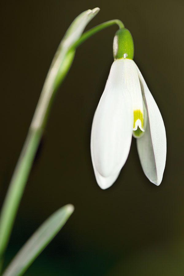 ۶ ایده خلاقانه عکاسی ماکرو در بهار و تابستان